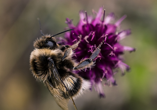 insecto libando una flor