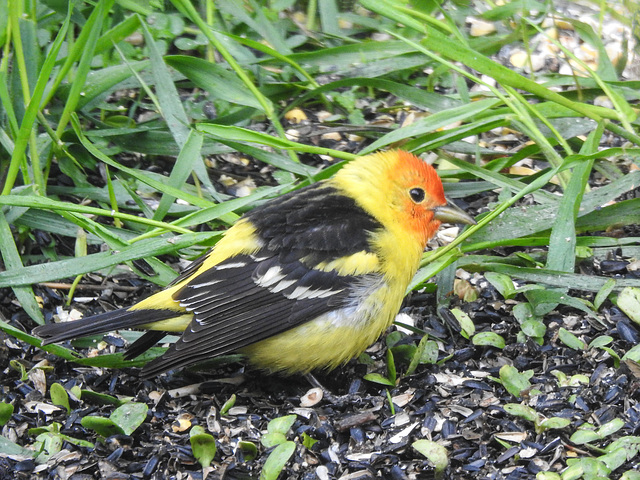 Western Tanager