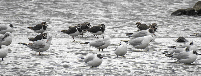 20200301 6441CPw [D~MS] Kiebitz, Lachmöwe, Rieselfelder, Münster