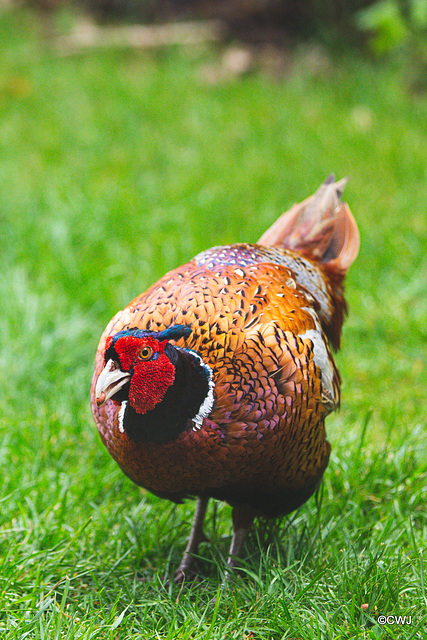 Shorttail looking for his breakfast