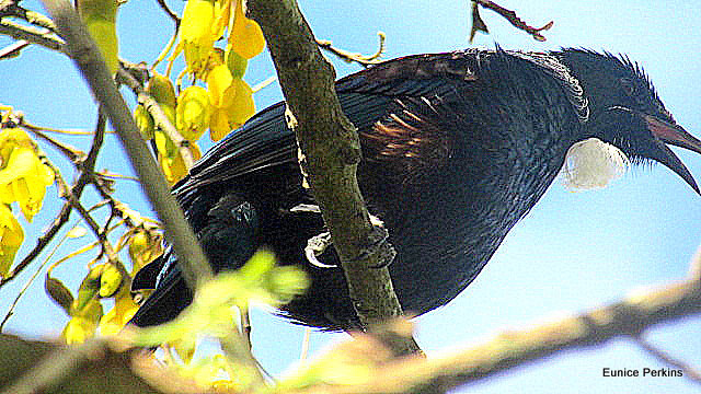 Tui In Our Kowhai Tree.