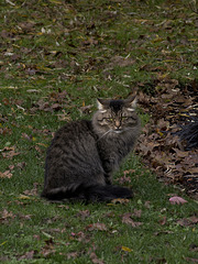 MAINE COON CAT