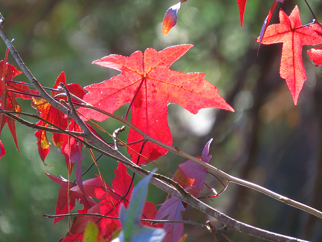 Sweet-gum leaves