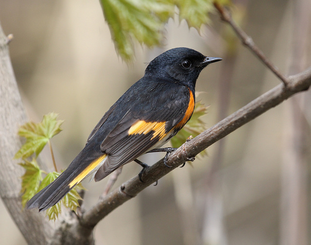 paruline flamboyante / american redstart