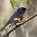 paruline flamboyante / american redstart