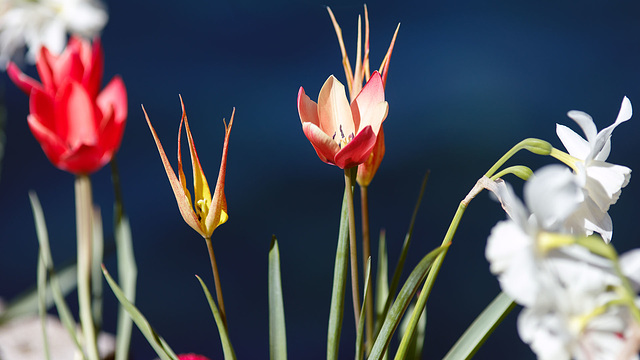 240331 Montreux fleurs