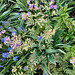 PenstemonArabesqueApril2025