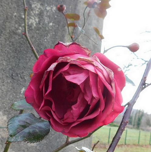 La dernière rose***********