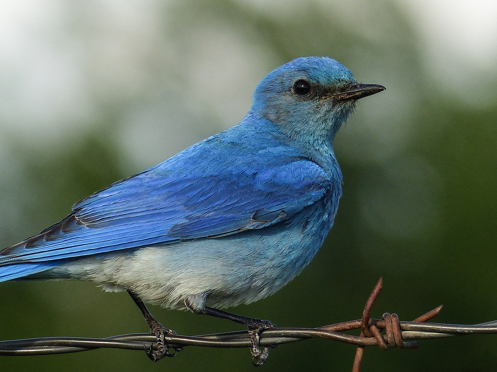 Bluebird of happiness