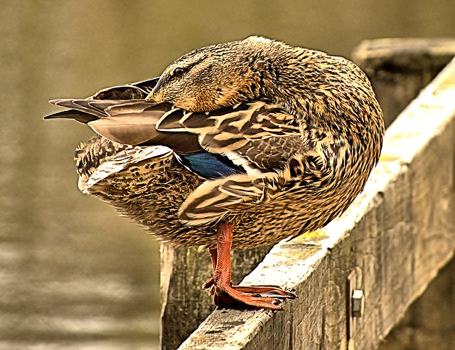 Preening