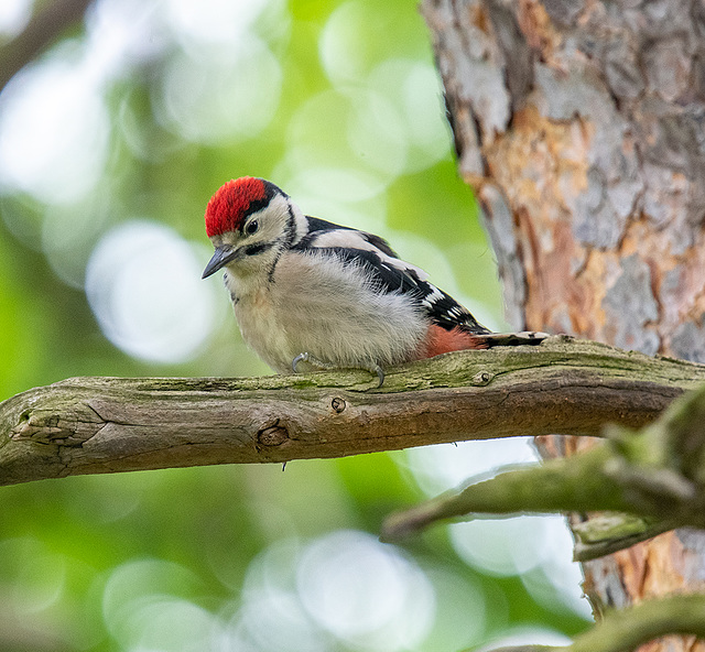 Great spotted woodpecker