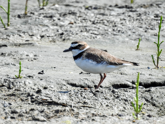 Day 3, Wilson's Plover