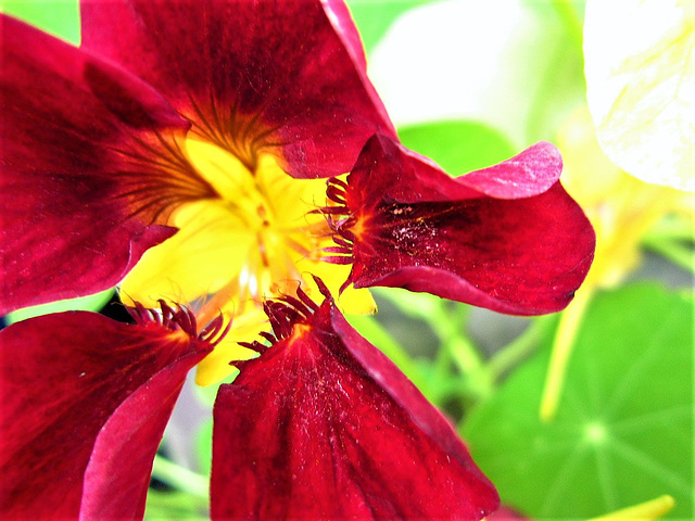 This gorgeous deep red nasturtium was one of my favourites