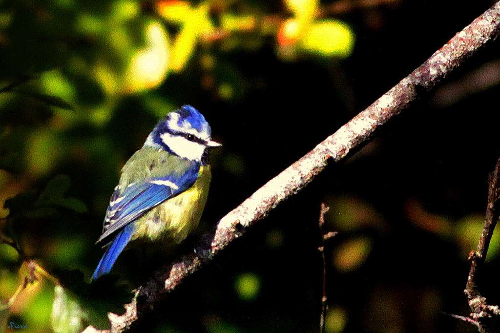 Mésange bleue