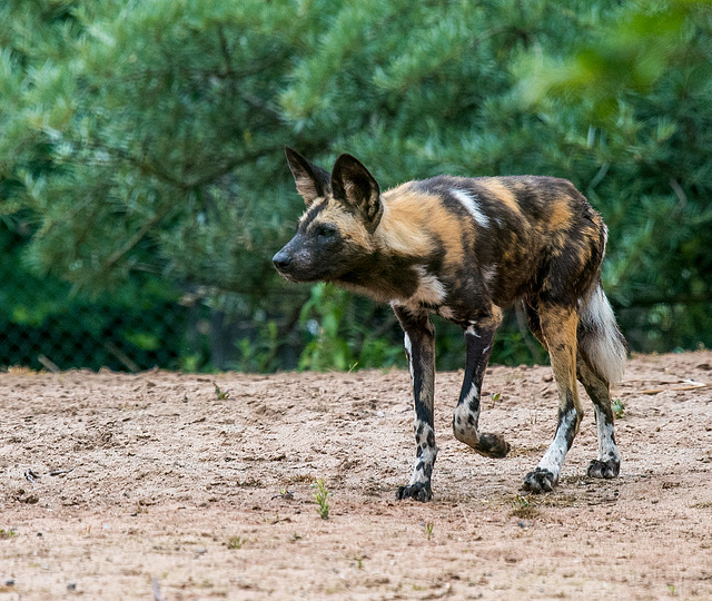 African painted dog5