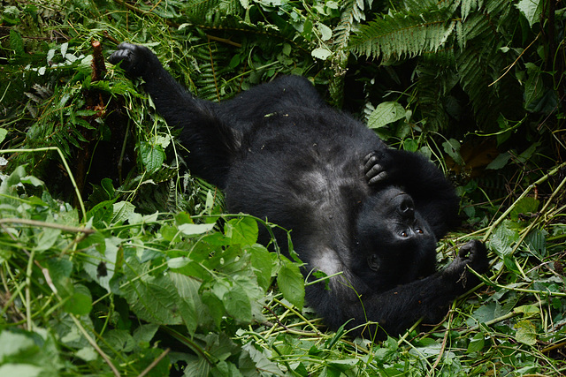 Uganda, Bwindi Forest, Young Gorilla is Resting