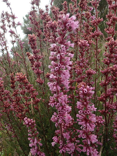 Flowers in the Simien Mountains