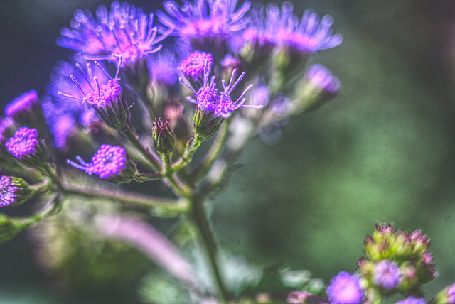 Blue Mistflower (2)