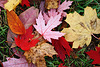 Ein herbstlicher Blätterteppich - an autumnal carpet of leaves