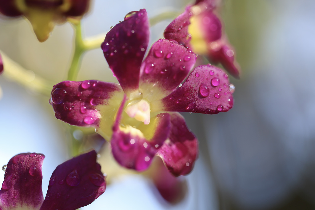 Gouttes sur mini orchidée