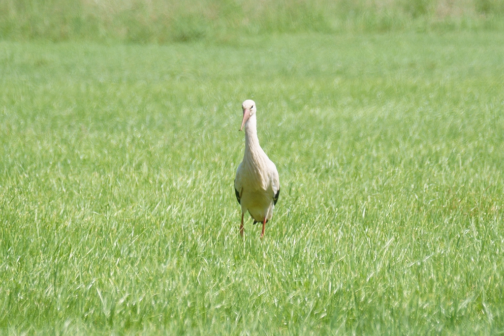 Misstrauischer Storch II