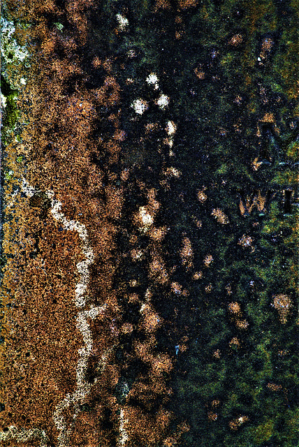 Lichen Abstracted