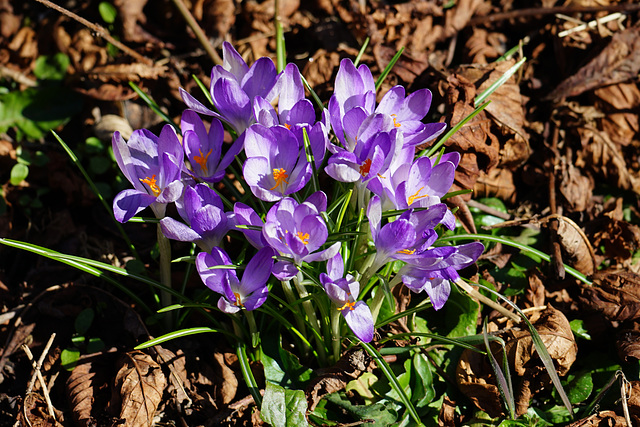 Noch ein paar Krokusse