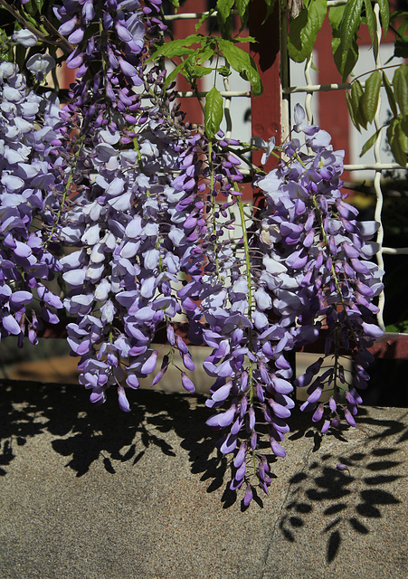 Wisteria - Glycine  (5)