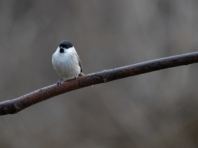 Vogelbeobachtung-9