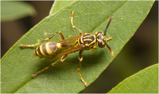 IMG 2219 Wasp