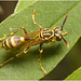 IMG 2219 Wasp