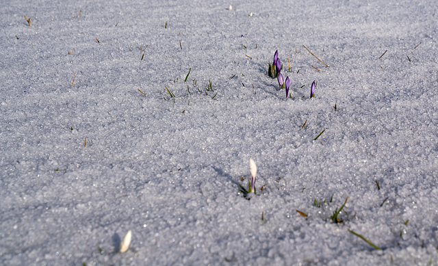 last Snow...   the end from the Winter