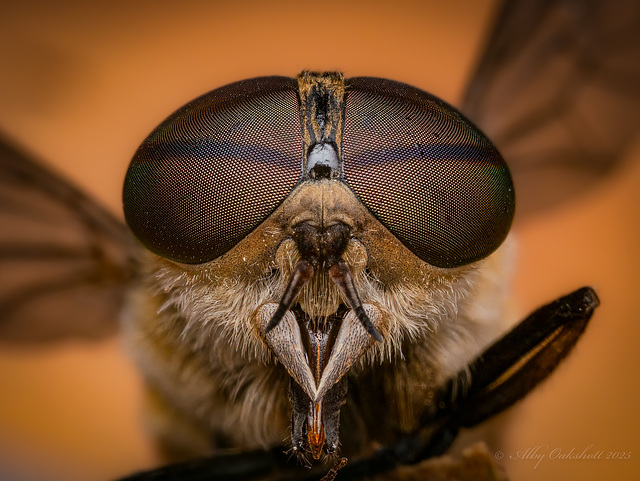 Horsefly