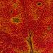 Leaf...........up close and personal