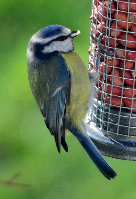 Blue Tit