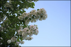 Viorne boule de neige