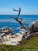 Pebble Beach 17 Mile Drive 005