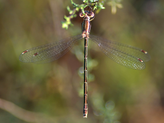 Small Spreadwing f (Lestes virens virens) DSB 1335