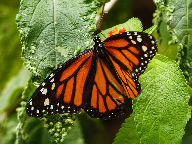 Monarch butterfly, Brasso Seco, Trinidad