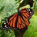 Monarch butterfly, Brasso Seco, Trinidad