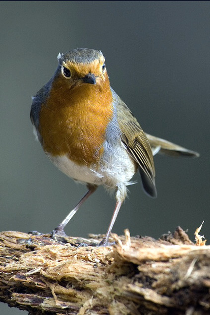 Robin