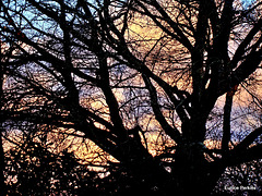 Evening Through Barren Branches .