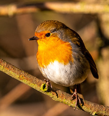 Robin