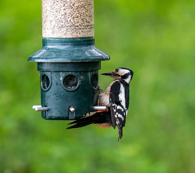 Great spotted woodpecker