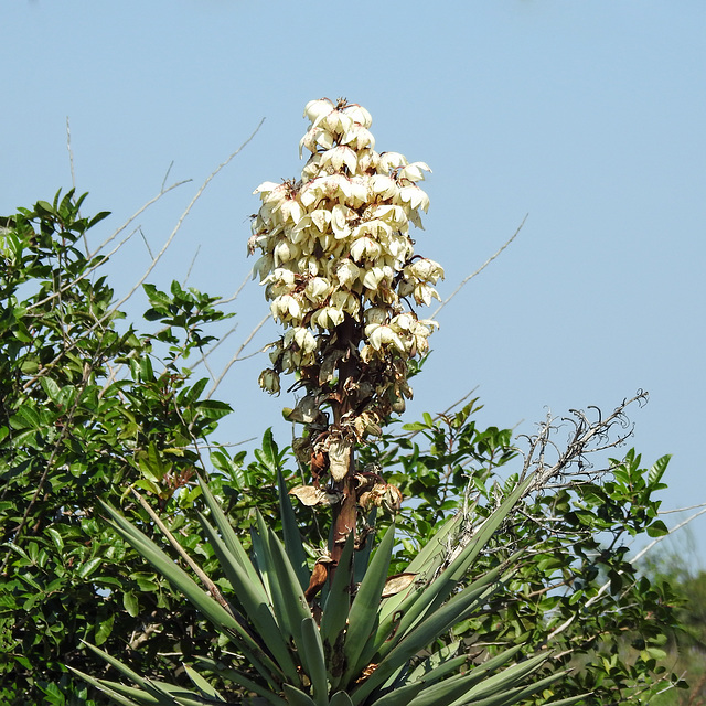 Day 3, Yucca plant near the beach