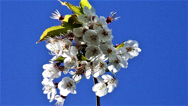 What can be better than cherry blossom against the blue sky