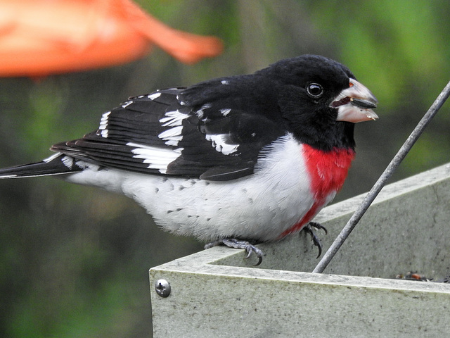 Rose-breasted Grosbeak male Rose-breasted Grosbeak male