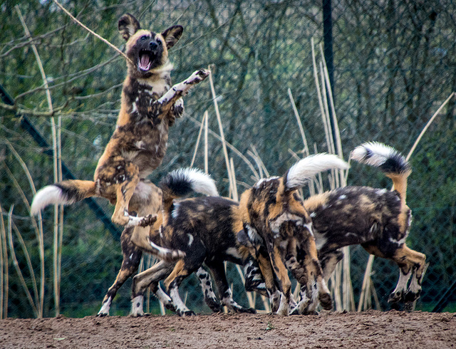 African painted dogs3