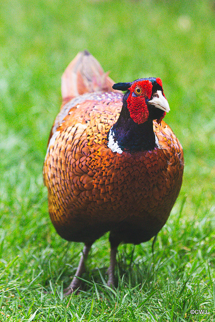 Shorttail looking for his breakfast