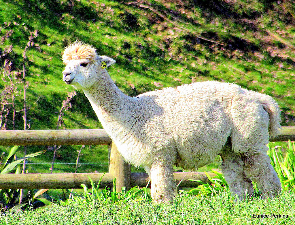 Alpaca